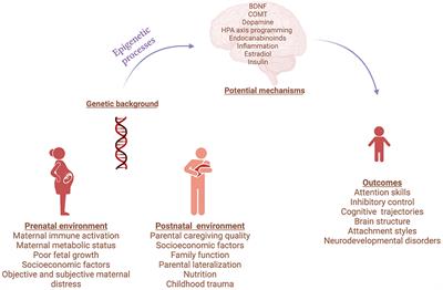 Editorial: Gene and Environment Interactions in Neurodevelopmental Disorders